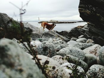 Dog standing on rocky shore