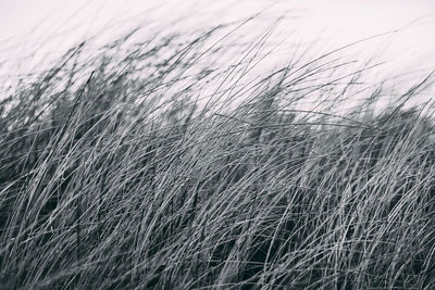 Close-up of stalks in field