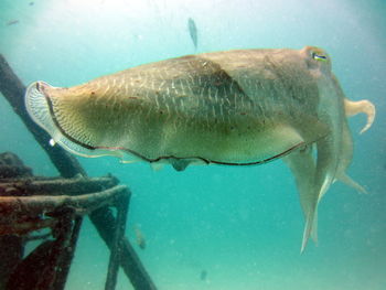 Close-up of fish swimming in sea