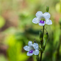 Close-up of purple flowers blooming in park