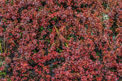 Full frame shot of plants