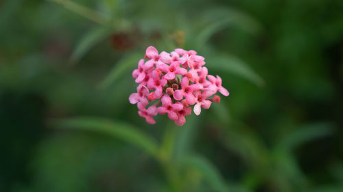 Close-up of pink flowering plant