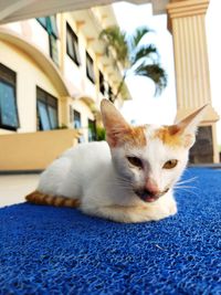 Close-up portrait of a cat