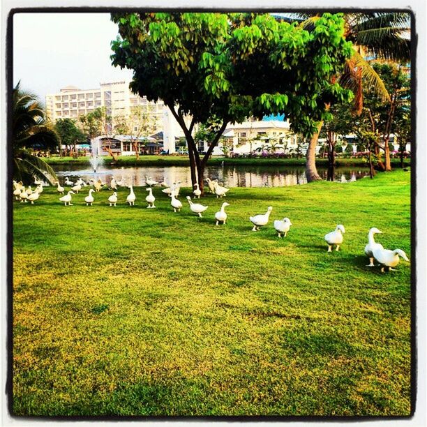 bird, animal themes, grass, transfer print, wildlife, animals in the wild, tree, park - man made space, green color, auto post production filter, building exterior, field, duck, grassy, built structure, lawn, nature, outdoors, growth