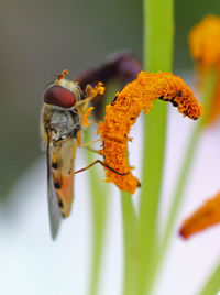 Extreme close-up of hoverfly pollinating
