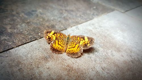 Close-up of butterfly on floor