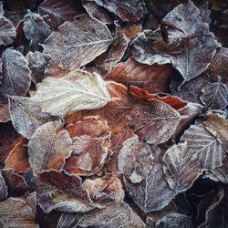 Full frame shot of autumn leaves