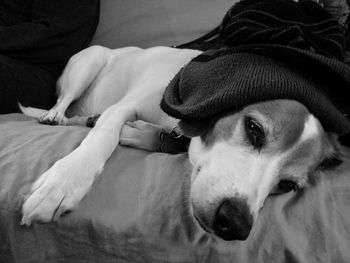 Close-up of woman with dog