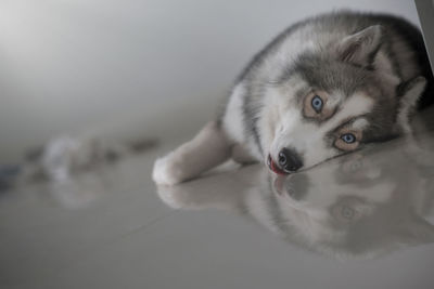 Close-up portrait of a dog