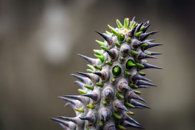 Close-up of spiked plant