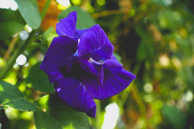 Close-up of purple flower blooming outdoors