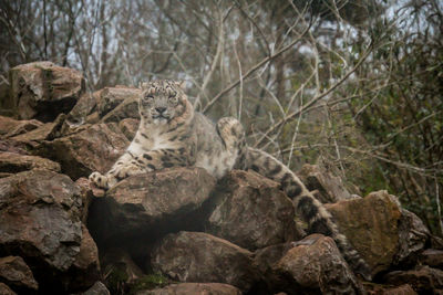 View of an animal on rock