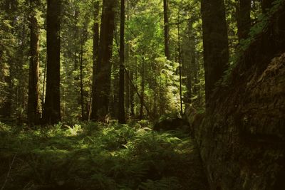 Scenic view of forest