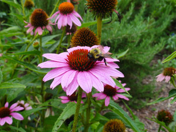 Close-up of bumblebee on purple coneflower blooming outdoors