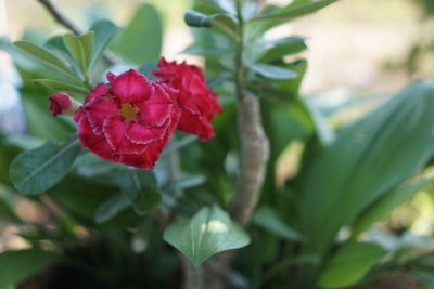 Close-up of red flowering plant