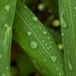 Close-up of wet leaves on rainy day