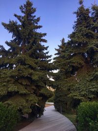 Trees by plants against sky