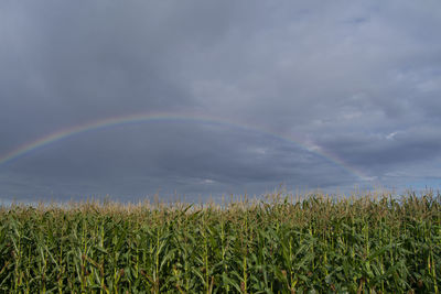 Scenic view of field against rainbow in sky