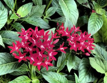 Close-up of red flowers blooming outdoors