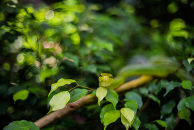 Close-up of green plant against blurred background