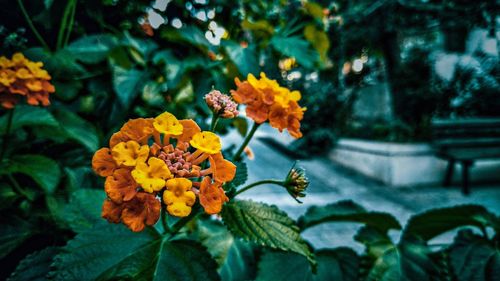 Close-up of yellow flowering plant in park