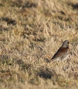 Bird perching on grass