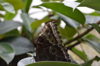 Close-up of butterfly on plant