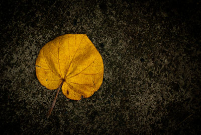 High angle view of yellow maple leaf