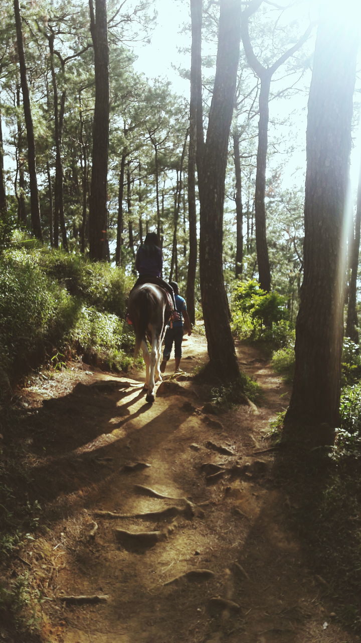 tree, full length, rear view, lifestyles, walking, leisure activity, animal themes, forest, men, one animal, mammal, domestic animals, tree trunk, dog, sunlight, nature, pets, standing