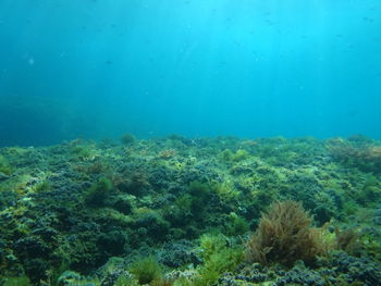 View of fish underwater