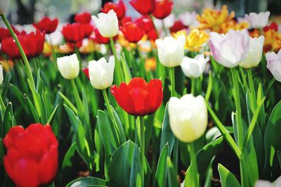 Close-up of red tulips on field