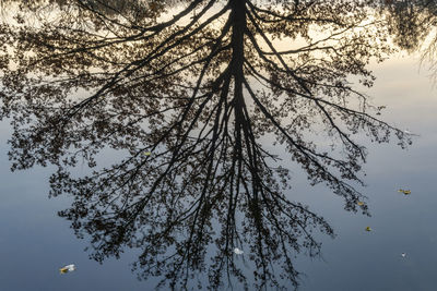 Low angle view of silhouette tree against sky