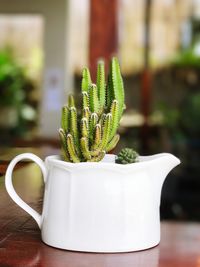 Close-up of succulent plant on table