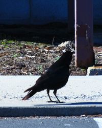 Bird perching on ground