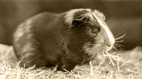 Close up of a young brown and black guinea pig in a litter tray 