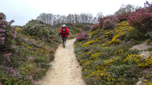 Rear view of person walking on footpath amidst plants