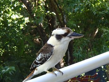 Close-up of bird perching on railing