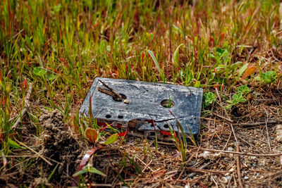 Close-up of grass on field