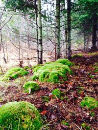 Trees growing in forest