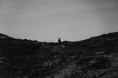 Silhouette of a stag in a field against sky