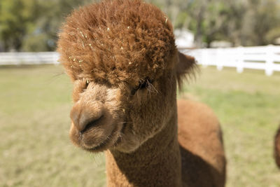 Close up of young brown huachaya alpaca's head fenced in at farm