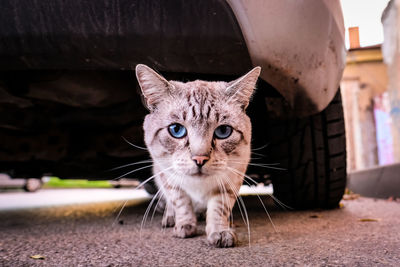 A beautiful gray stray street cat under a car.