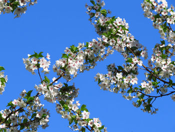 Low angle view of flowers against blue sky