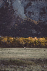 Trees growing in field