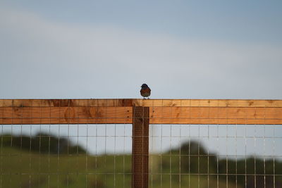 Small bird perching on wooden fence railing