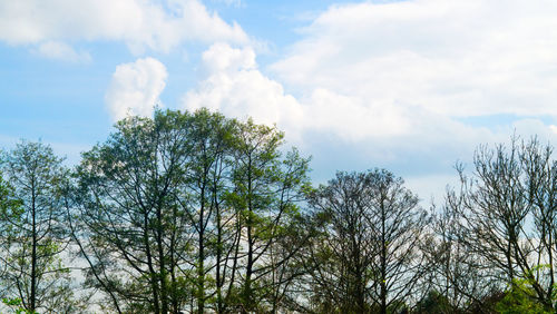 Low angle view of tree against sky