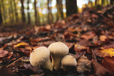 Close-up of mushrooms growing on field in forest