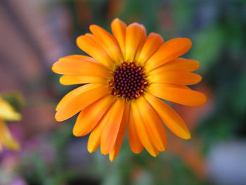 Close-up of orange flower blooming outdoors