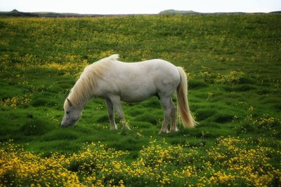 White horse grazing on grassy field