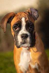 Close-up portrait of dog